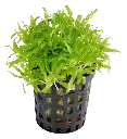 POGOSTEMON HELFERI 5CM POT 