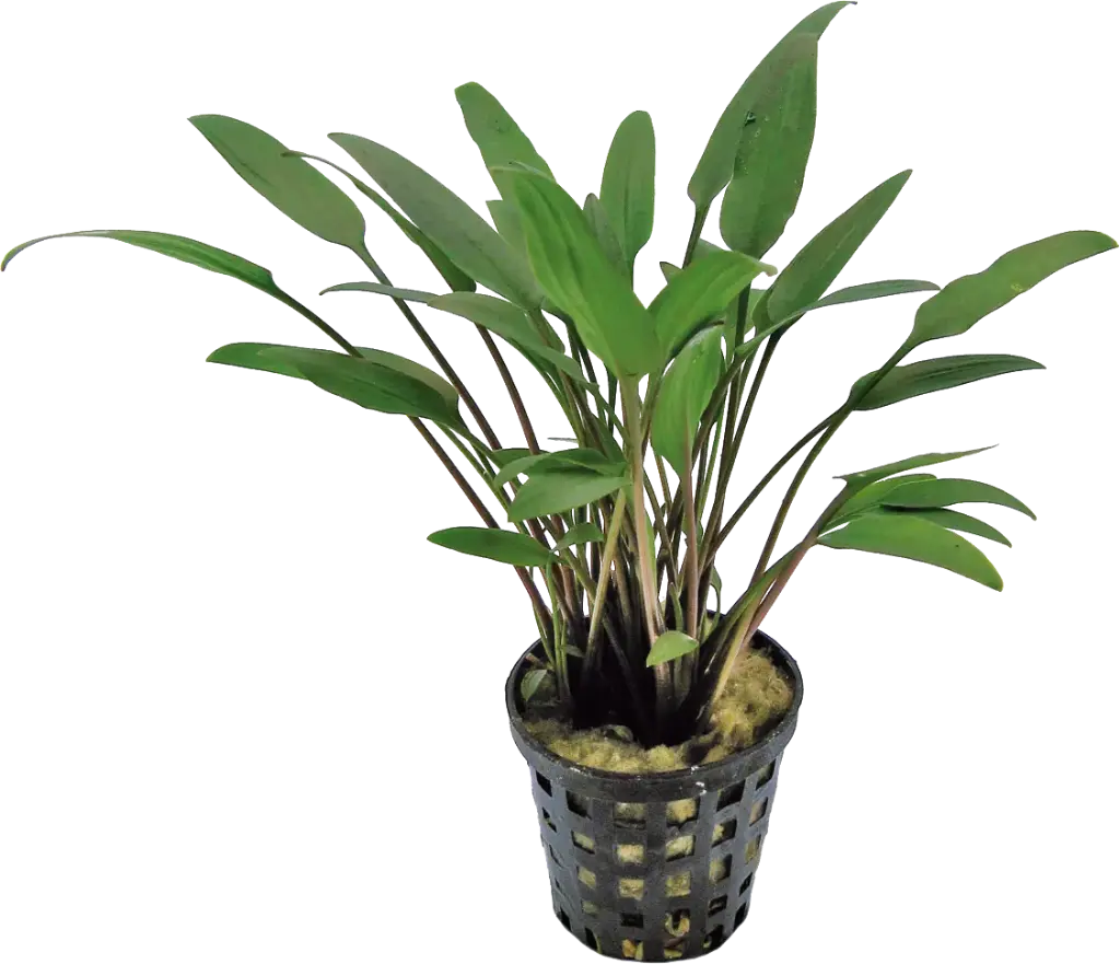 CRYPTOCORYNE NEVELLI 5CM POT