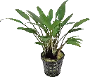 CRYPTOCORYNE NEVELLI 5CM POT