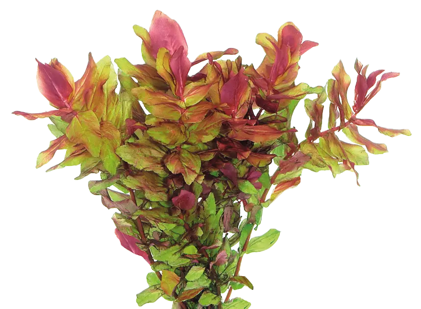 ROTALA MACRANDA EASY GROW