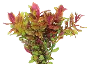 ROTALA MACRANDA EASY GROW