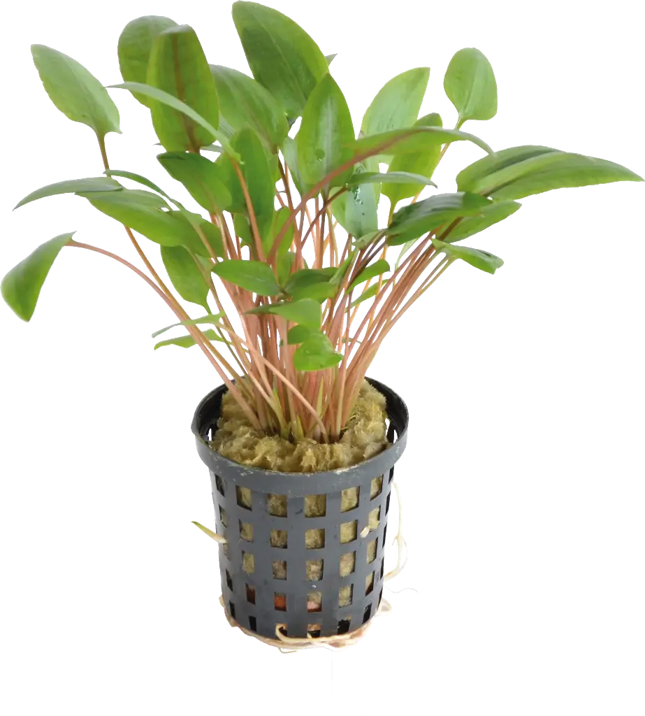 CRYPTOCORYNE WENDTII GREEN 5CM POT