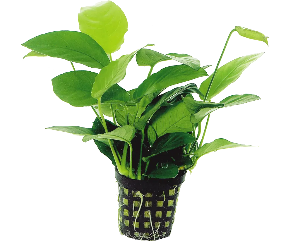 ANUBIAS NANA 5CM POT