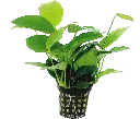ANUBIAS NANA 5CM POT