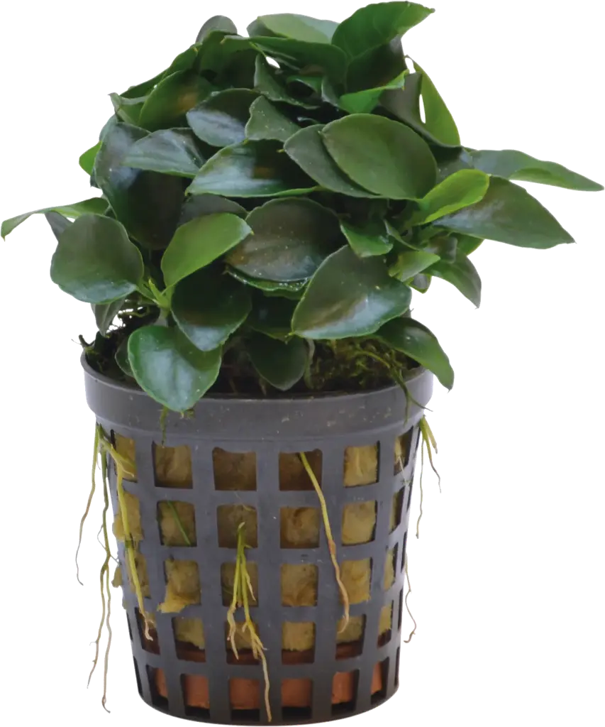 ANUBIAS NANA BONZAI 5CM POT