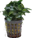 ANUBIAS NANA BONZAI 5CM POT