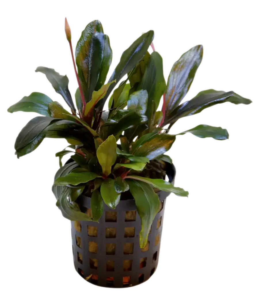 BUCEPHALANDRA THEIA 5CM POT