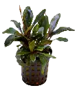 BUCEPHALANDRA THEIA 5CM POT