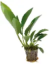 ANUBIAS CONGENSIS 5CM POT