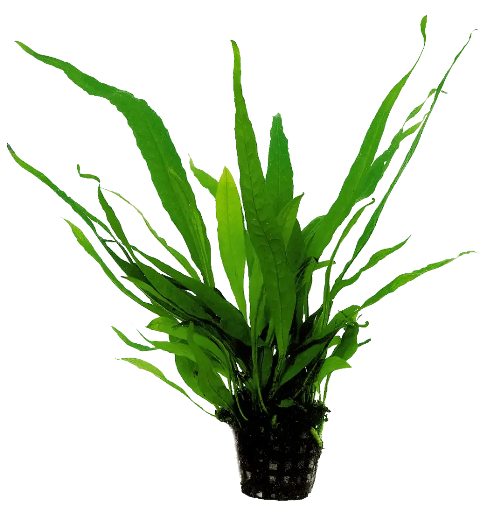 MICROSORUM PTEROPUS 5CM POT