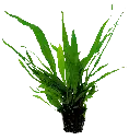 MICROSORUM PTEROPUS 5CM POT