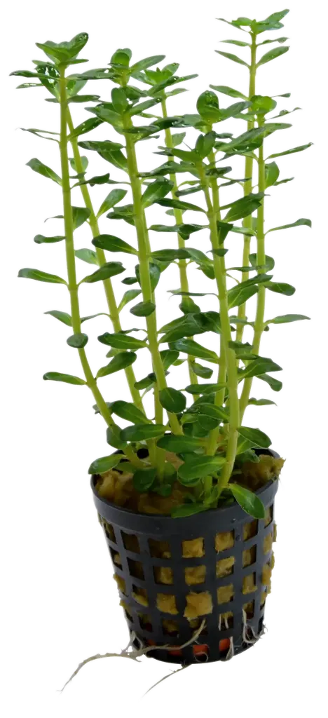ROTALA INDICA 5CM POT