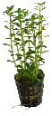 ROTALA INDICA 5CM POT
