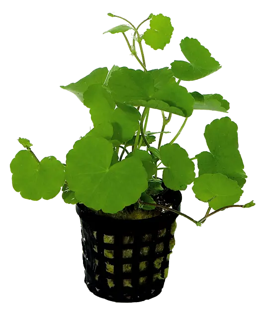 HYDROCOTYLE LEUCOCEPHALA 5CM POT