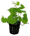 HYDROCOTYLE LEUCOCEPHALA 5CM POT