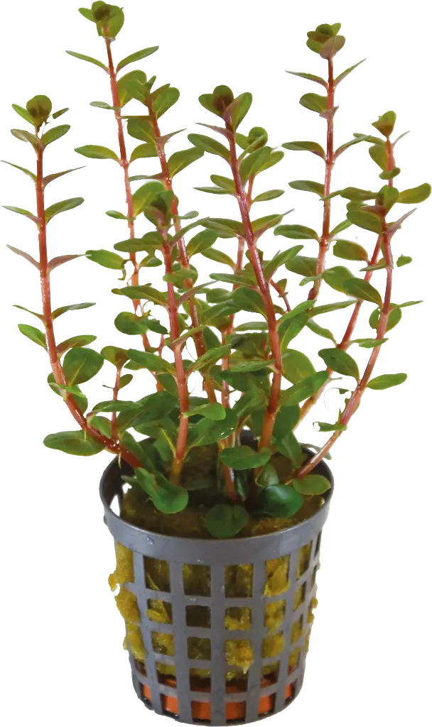 ROTALA BLOOD RED 5CM POT