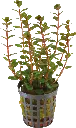 ROTALA BLOOD RED 5CM POT