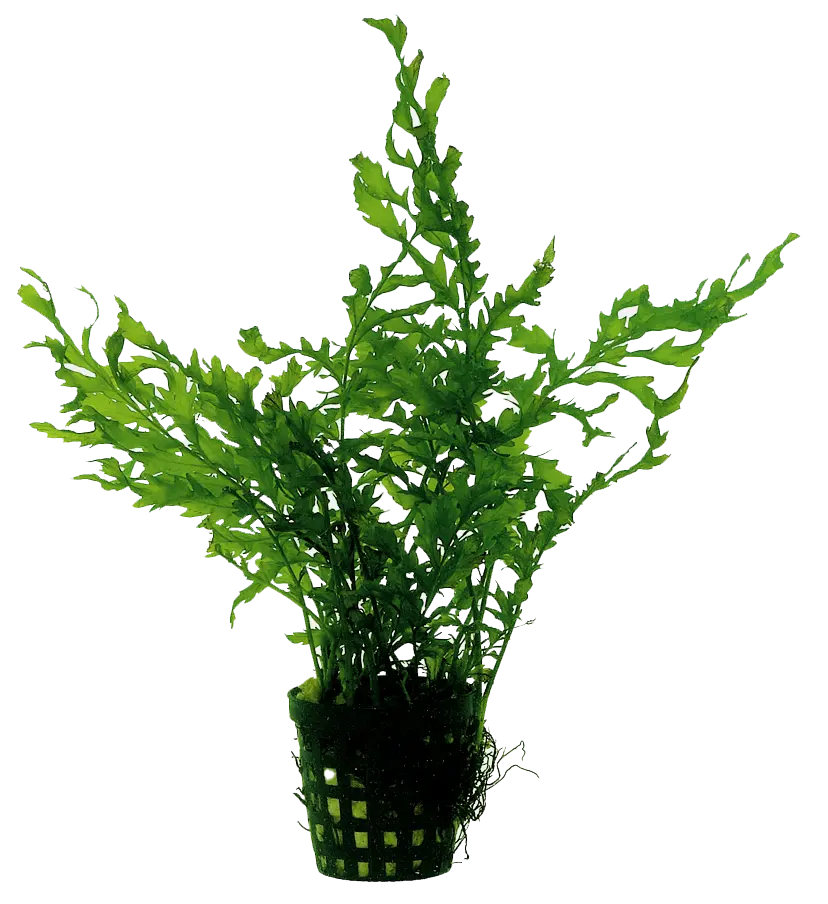 BOLBITIS HEUDELOTII 5CM POT