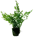 BOLBITIS HEUDELOTII 5CM POT