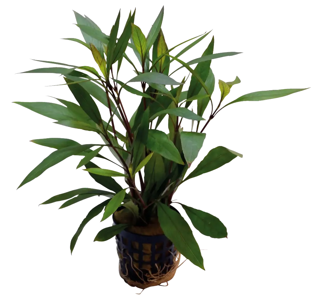HYGROPHILA CORYMBOSE THAILAND 5CM POT