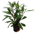 HYGROPHILA CORYMBOSE THAILAND 5CM POT