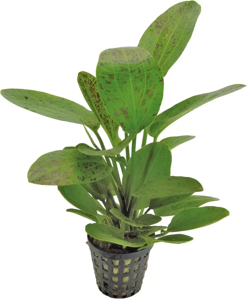 ECHINODORUS OZELOT GREEN 5CM POT