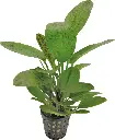 ECHINODORUS OZELOT GREEN 5CM POT
