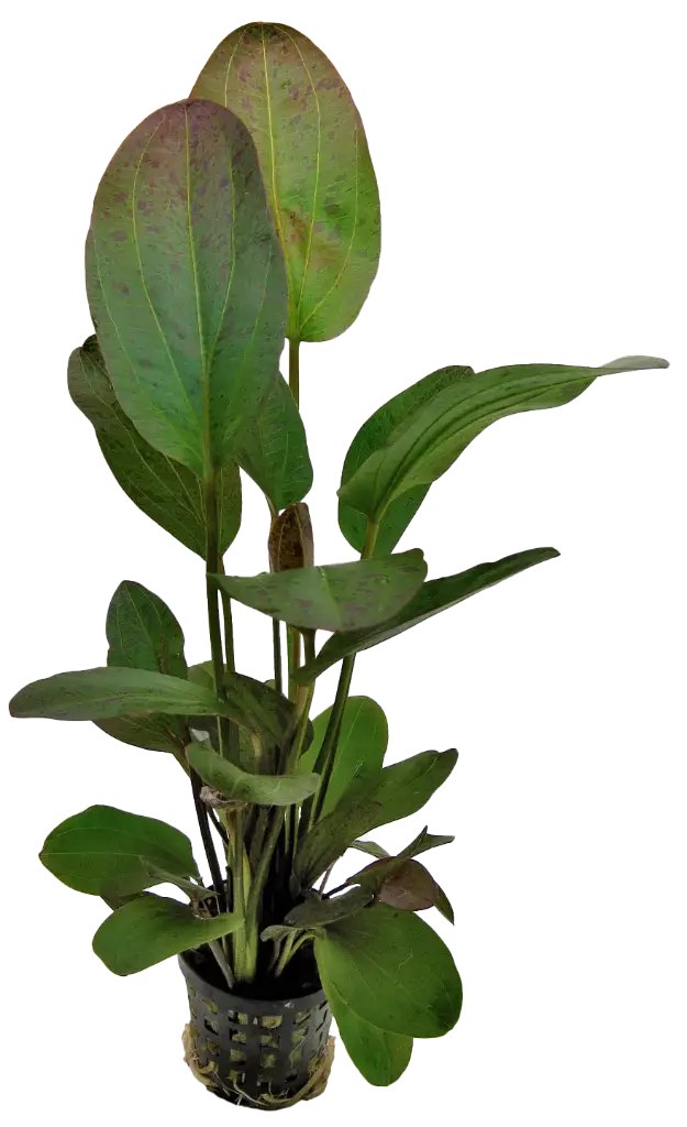 ECHINODORUS OZELOT RED 5CM POT