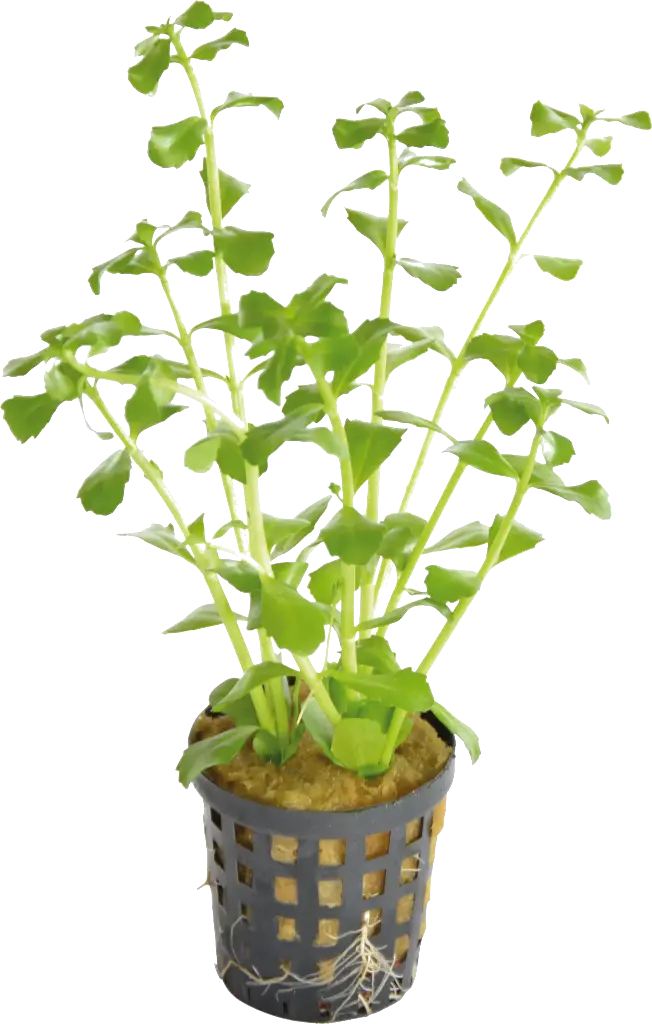 BACOPA MONNIERI 5CM POT