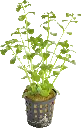 BACOPA MONNIERI 5CM POT