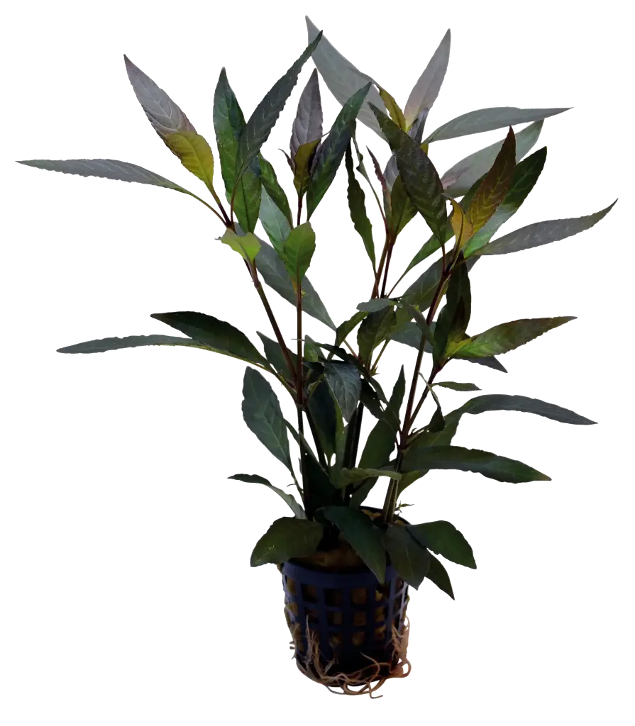 HYGROPHILA GUANENSIS 5CM POT