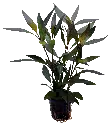 HYGROPHILA GUANENSIS 5CM POT