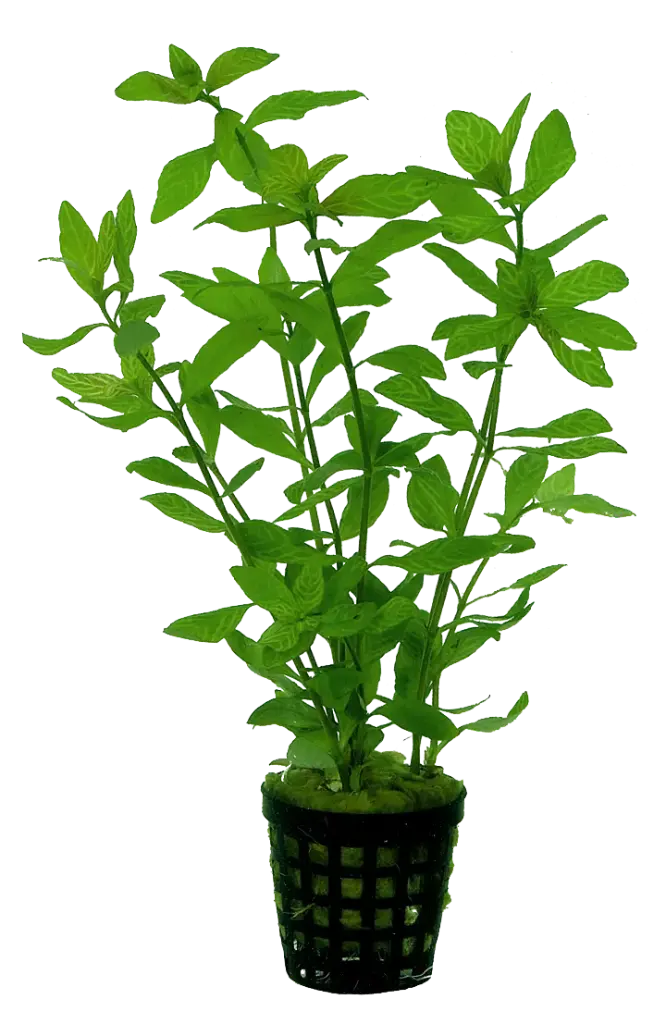 HYGROPHILA ROSAE AUSTRALIS 5CM POT