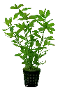 HYGROPHILA ROSAE AUSTRALIS 5CM POT