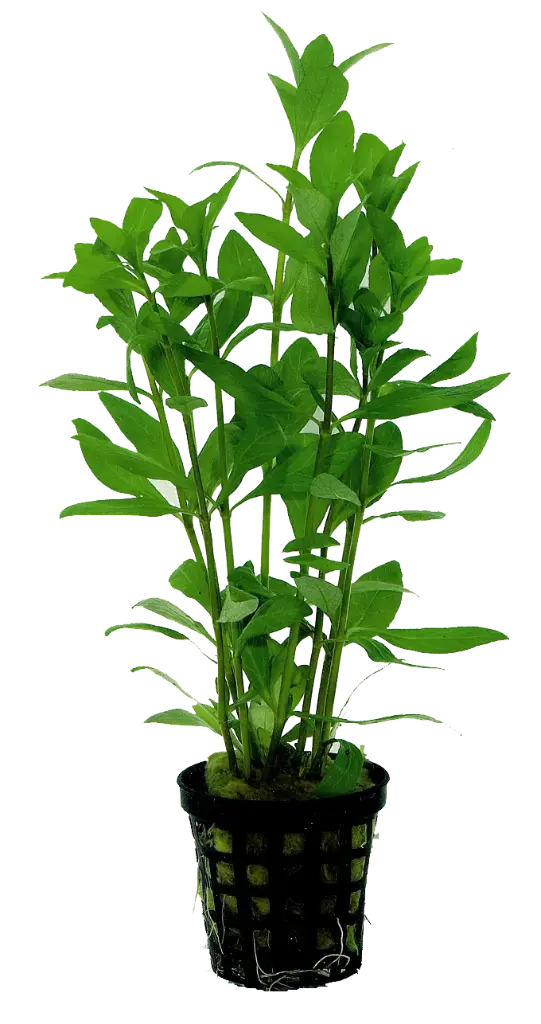 HYGROPHILA POLYSPERMA 5CM POT