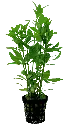 HYGROPHILA POLYSPERMA 5CM POT