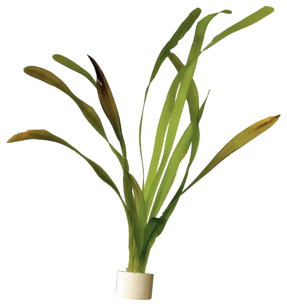 VALLISNERIA GIGANTEA -5CM POT
