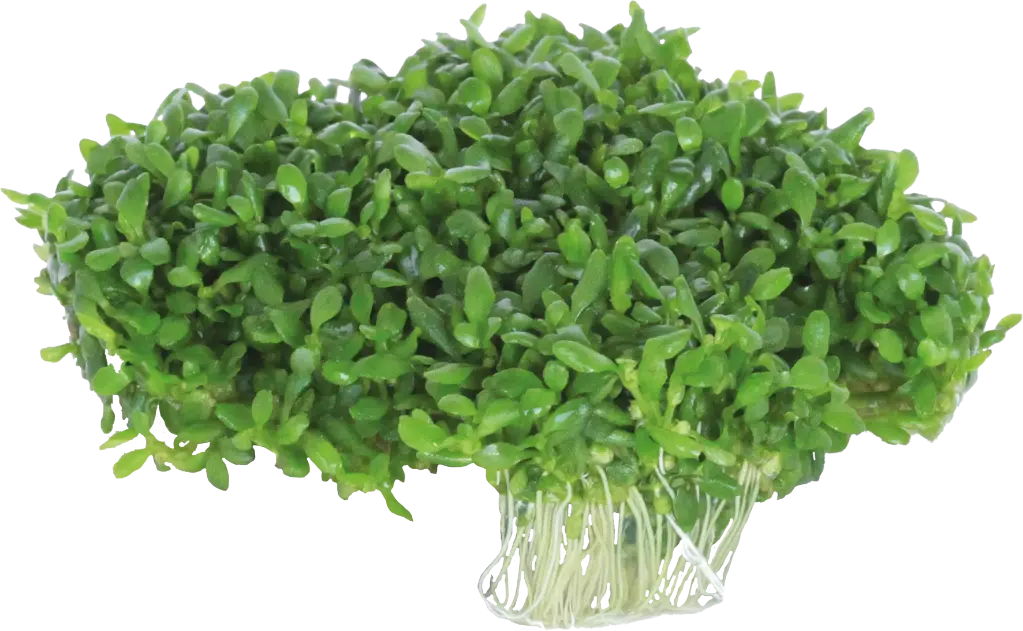 ELATINE HYDROPIPER - EASY GROW
