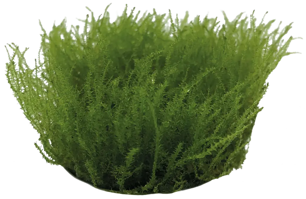 LEPTODICTYUM RIPARUM - EASY GROW
