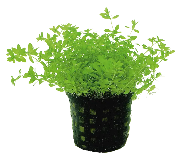 MICRANTHEMUM MICRANTHEMOIDES - EASY GROW