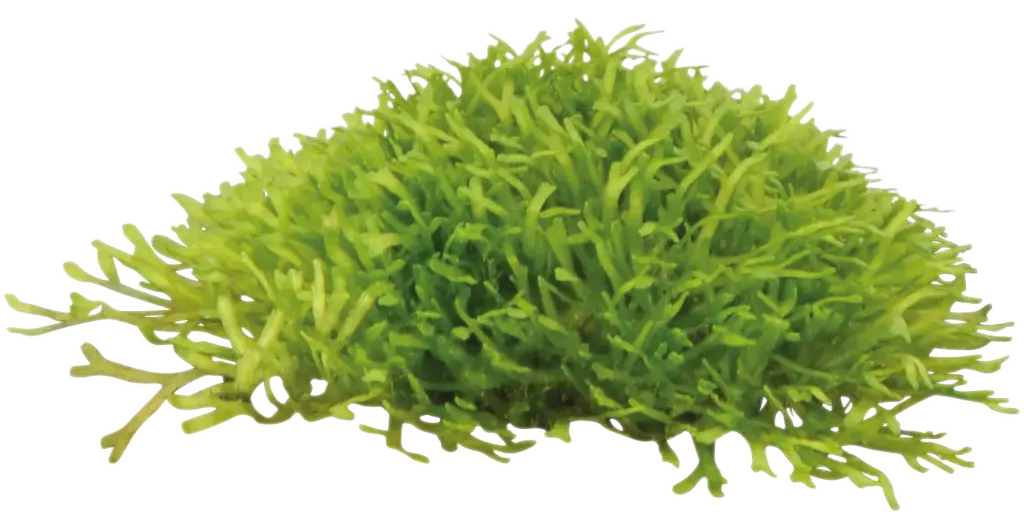 RICCIA FLUITANS - EASY GROW