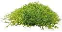 RICCIA FLUITANS - EASY GROW