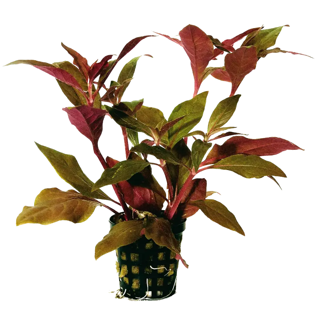 ALTERNAN.CARDINALIS - 5 CM POT