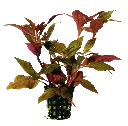 ALTERNAN.CARDINALIS - 5 CM POT