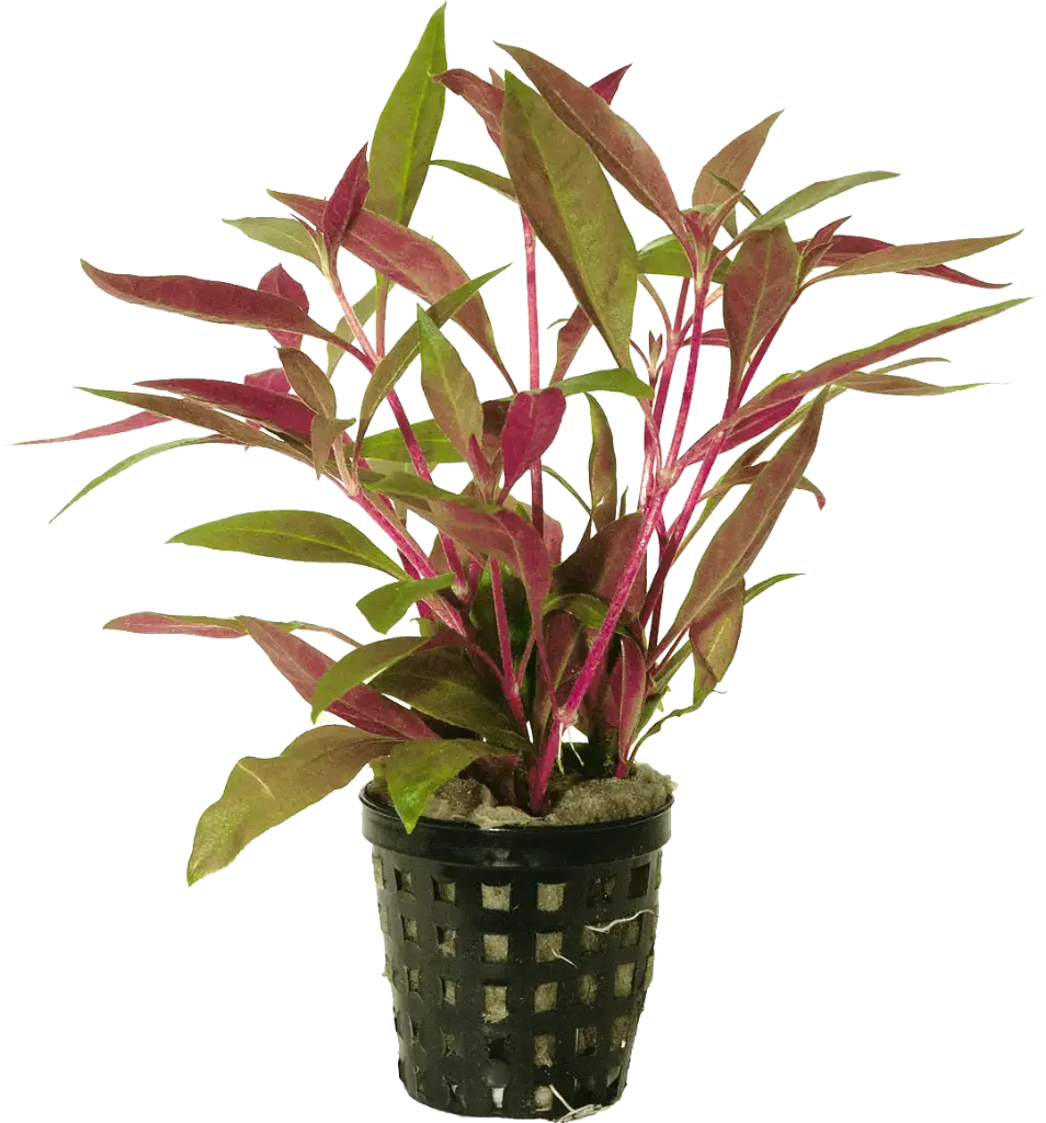 ALTERNANTHERA REINECKII - 5CM POT