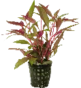 ALTERNANTHERA REINECKII - 5CM POT