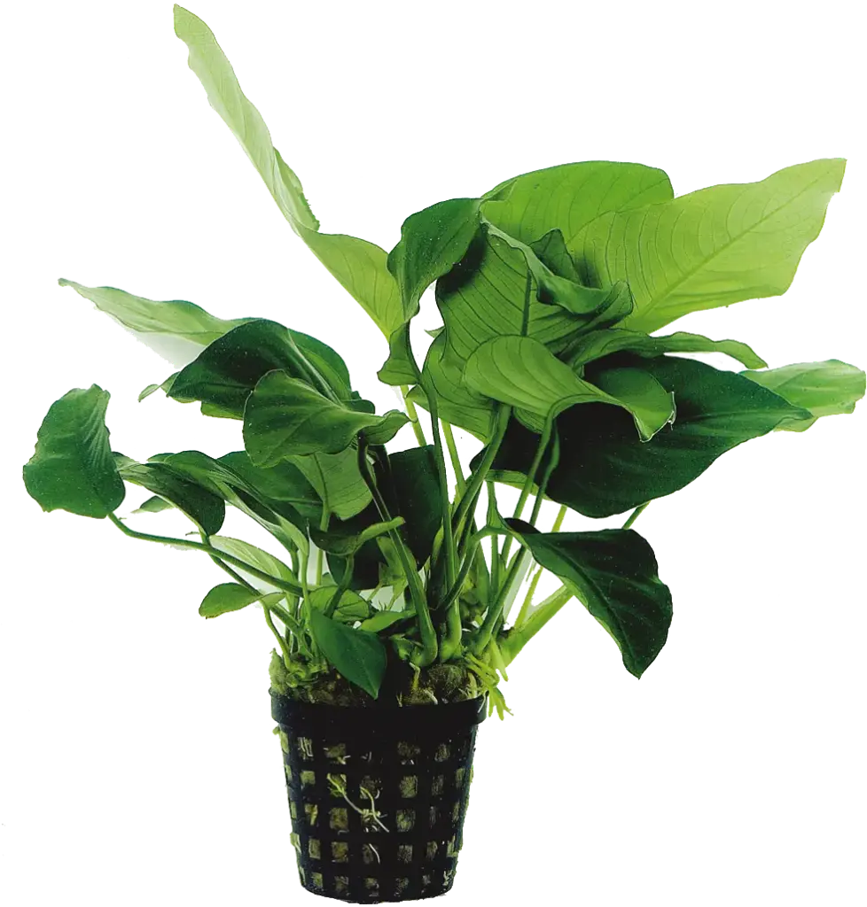 AP ANUBIAS BARTERI VAR-NANA - 5CM POT