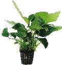 AP ANUBIAS BARTERI VAR-NANA - 5CM POT