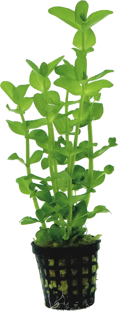 BACOPA AMPLEXICAULIS - 5CM POT