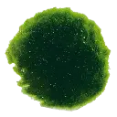 AP-CLADOPHORA SS 6 MORCEAUX